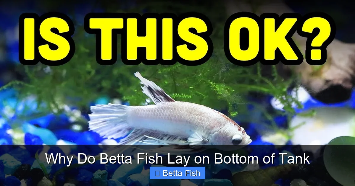 Why Do Betta Fish Lay on Bottom of Tank