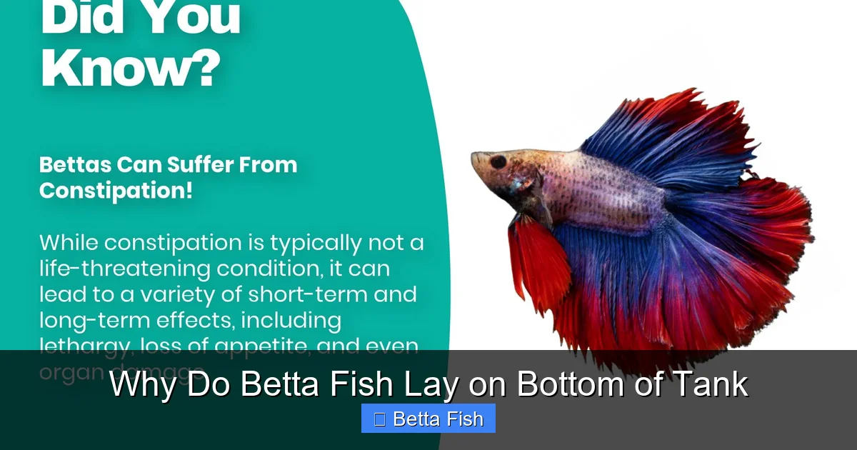 Why Do Betta Fish Lay on Bottom of Tank