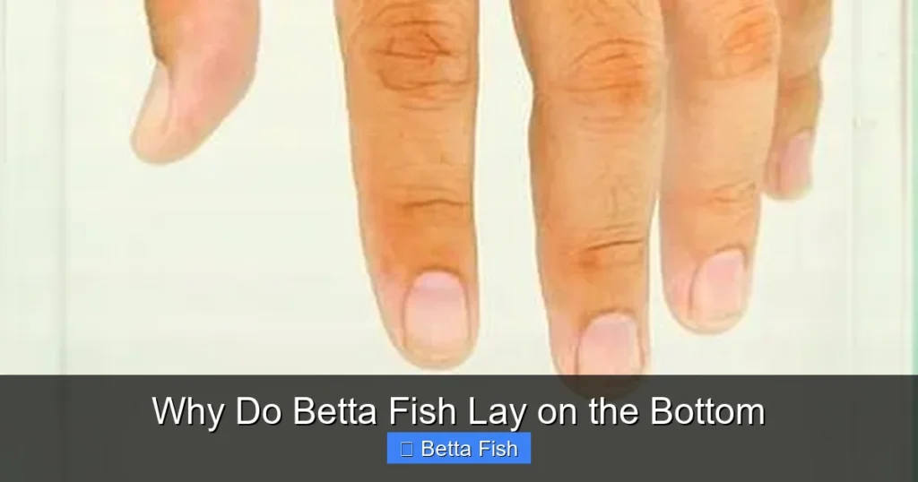 Why Do Betta Fish Lay on the Bottom