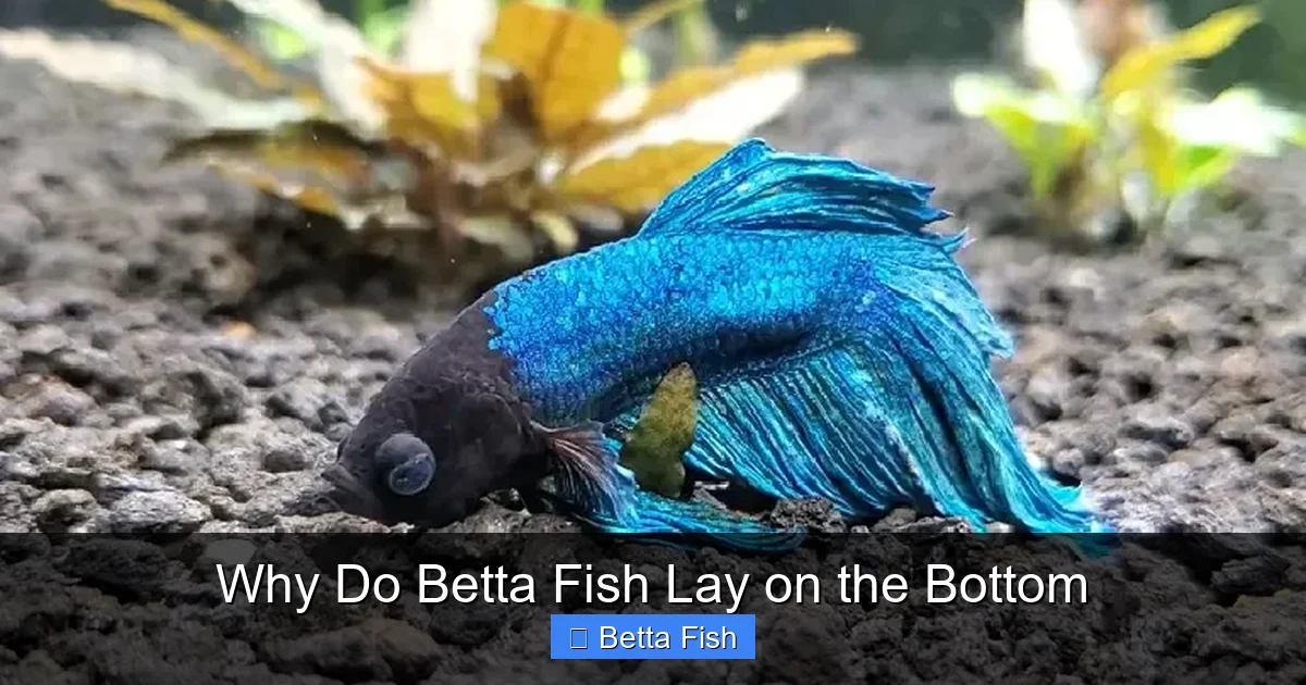 Why Do Betta Fish Lay on the Bottom