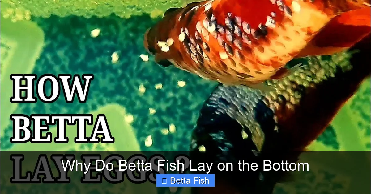 Why Do Betta Fish Lay on the Bottom