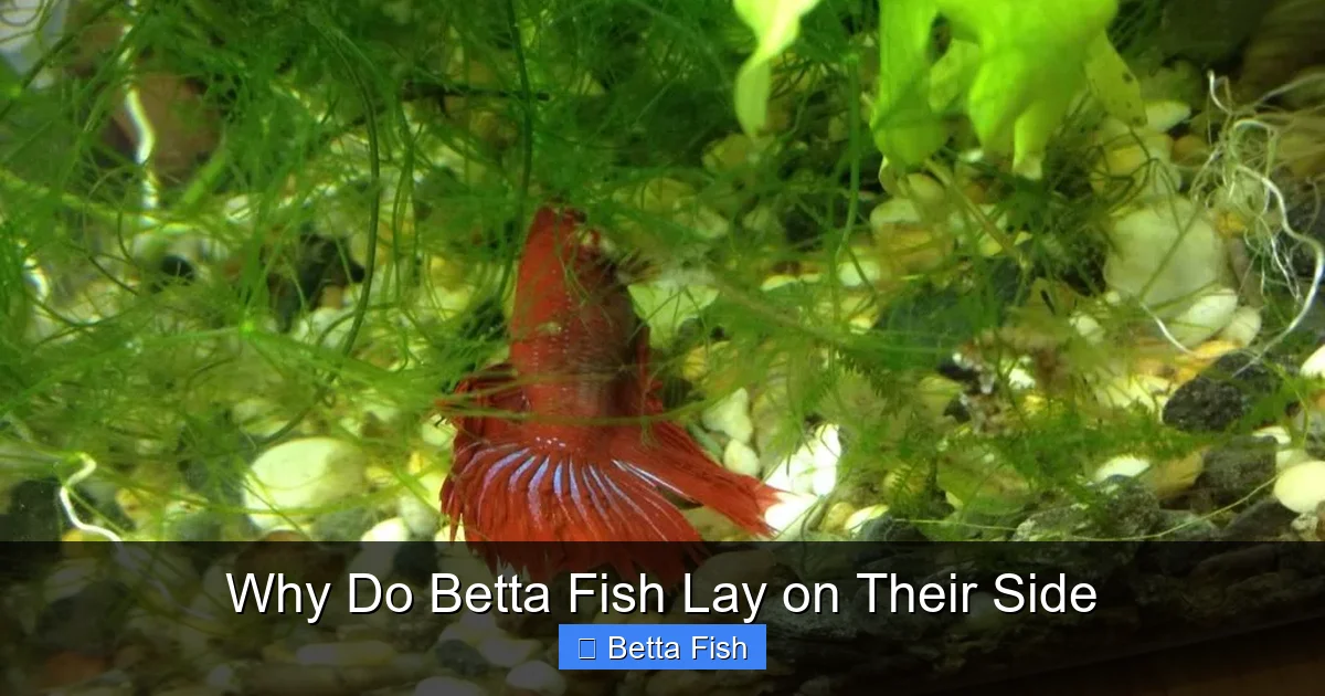 Why Do Betta Fish Lay on Their Side