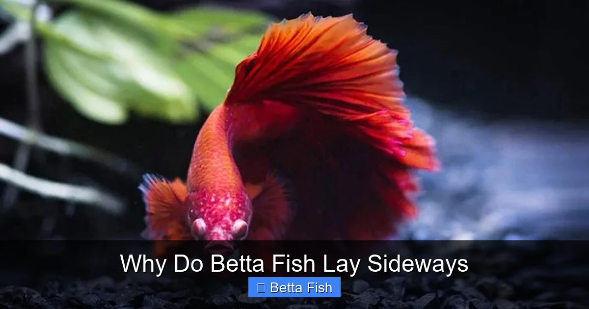 Why Do Betta Fish Lay Sideways
