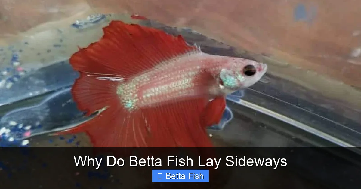 Why Do Betta Fish Lay Sideways