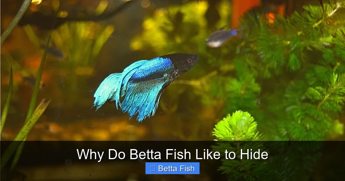 Why Do Betta Fish Like to Hide