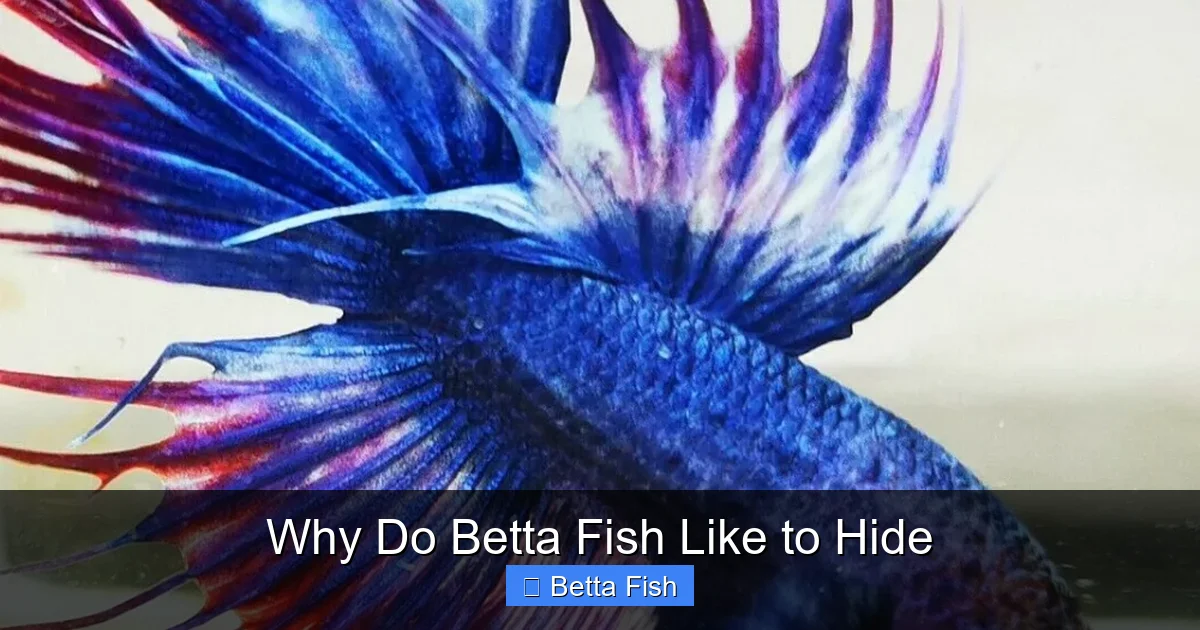 Why Do Betta Fish Like to Hide