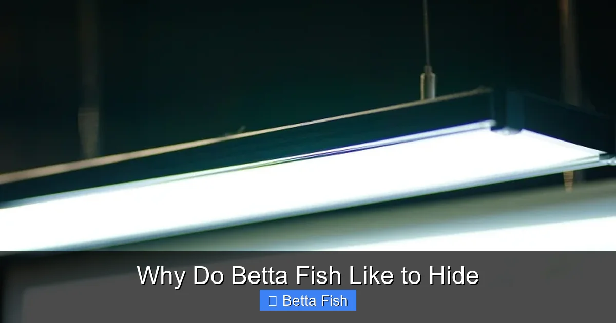 Why Do Betta Fish Like to Hide