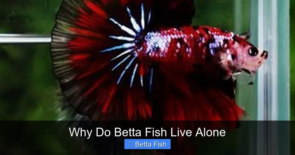 Why Do Betta Fish Live Alone