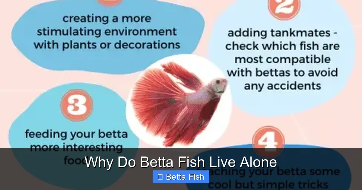 Why Do Betta Fish Live Alone