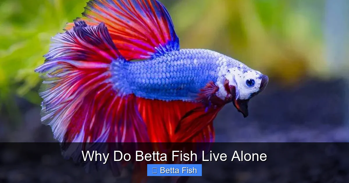 Why Do Betta Fish Live Alone