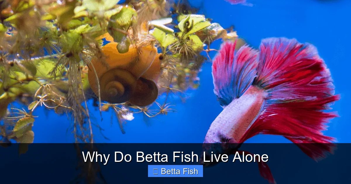 Why Do Betta Fish Live Alone
