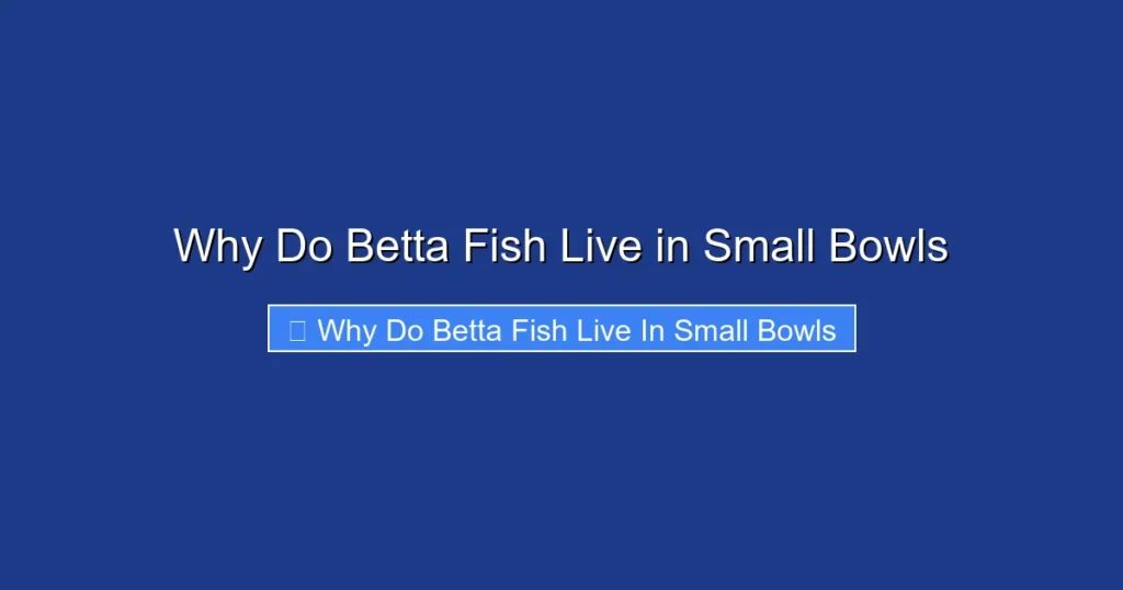 Why Do Betta Fish Live in Small Bowls
