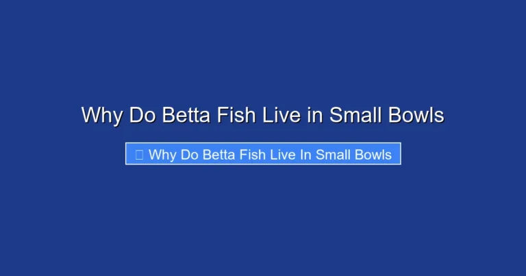 Why Do Betta Fish Live in Small Bowls