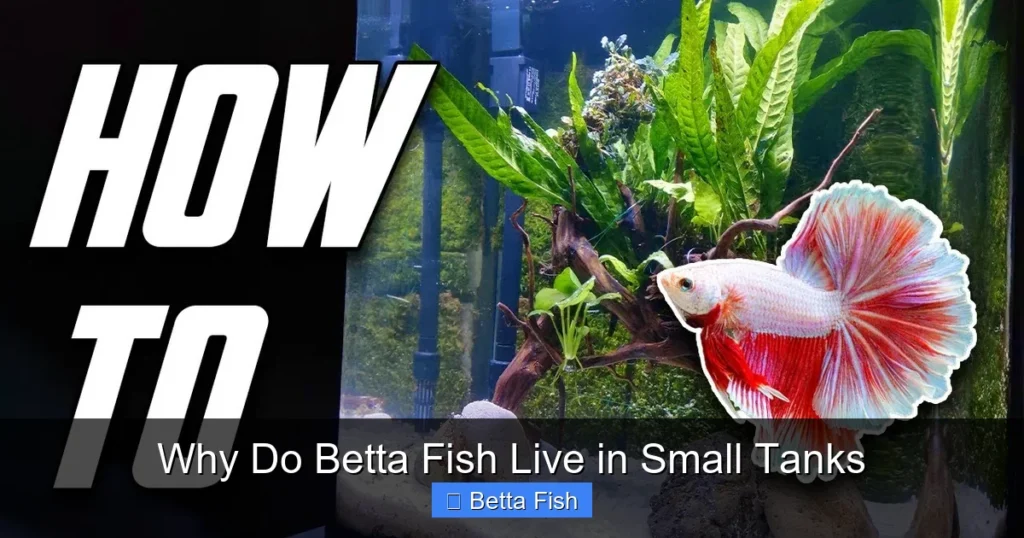 Why Do Betta Fish Live in Small Tanks