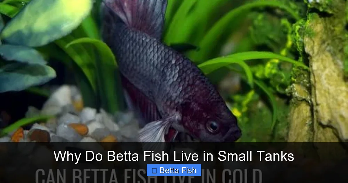 Why Do Betta Fish Live in Small Tanks
