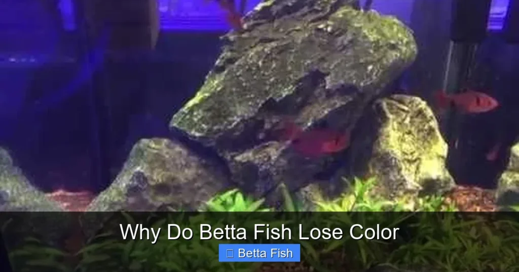 Why Do Betta Fish Lose Color
