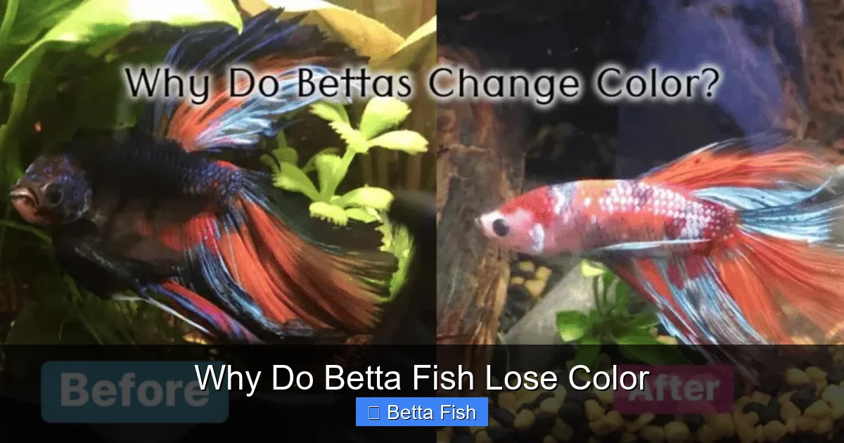 Why Do Betta Fish Lose Color