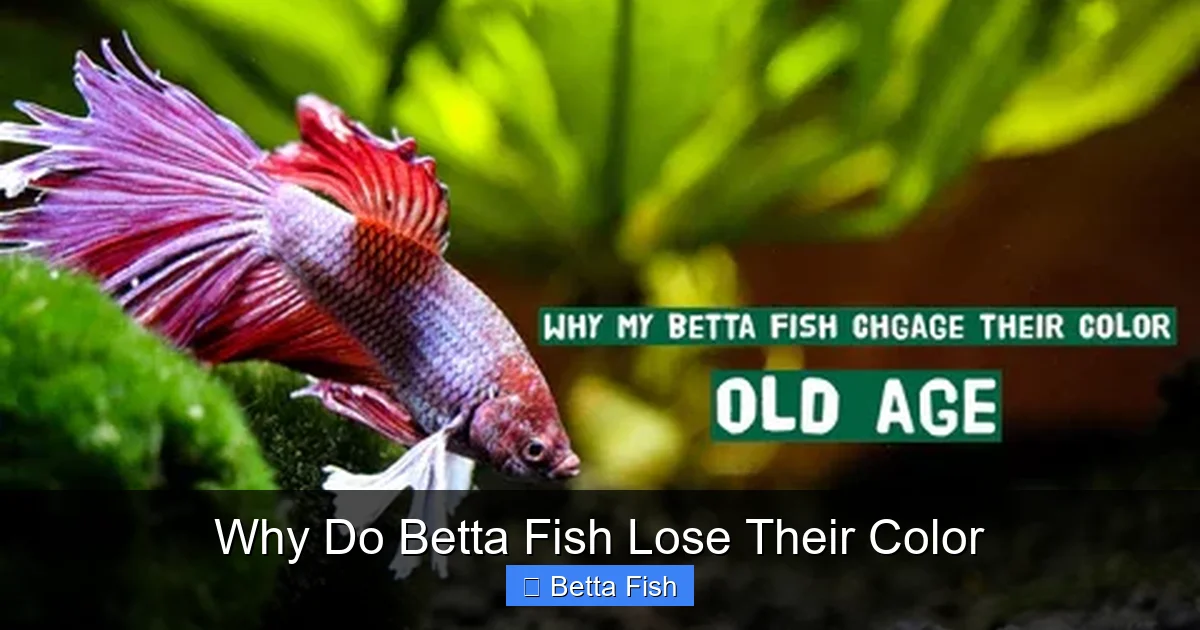 Why Do Betta Fish Lose Their Color