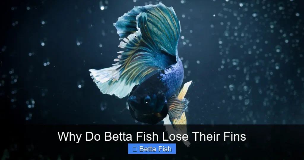 Why Do Betta Fish Lose Their Fins