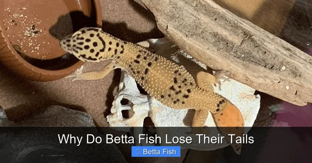 Why Do Betta Fish Lose Their Tails