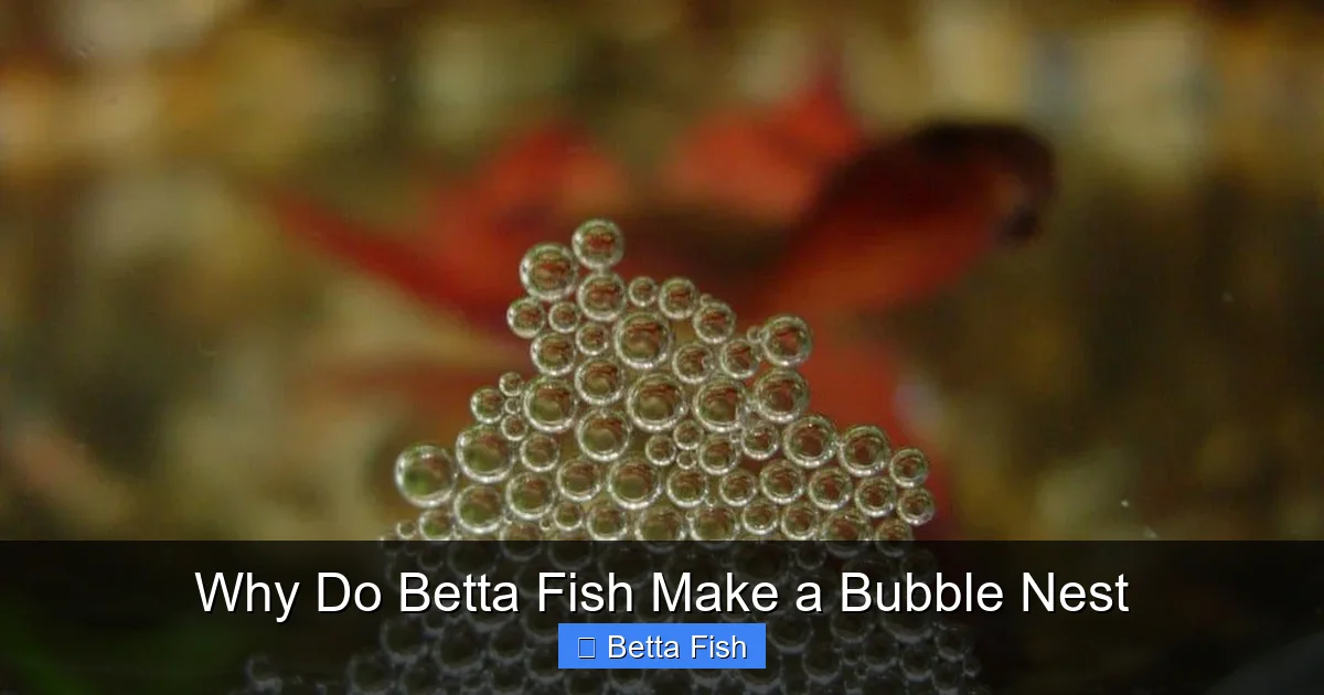 Why Do Betta Fish Make a Bubble Nest