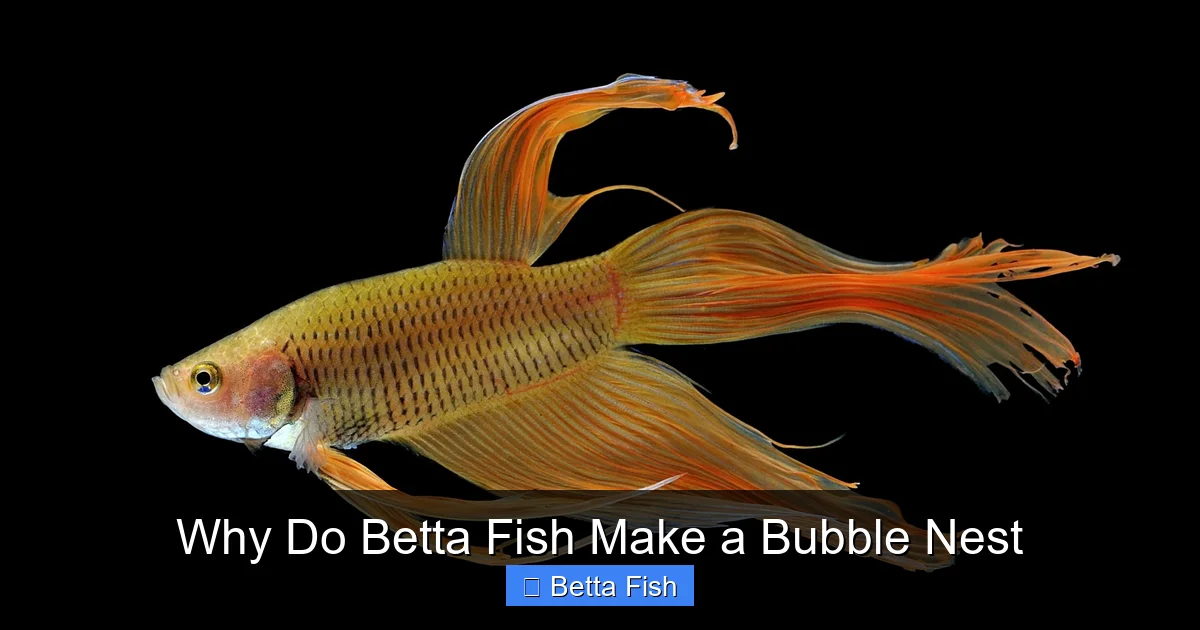 Why Do Betta Fish Make a Bubble Nest