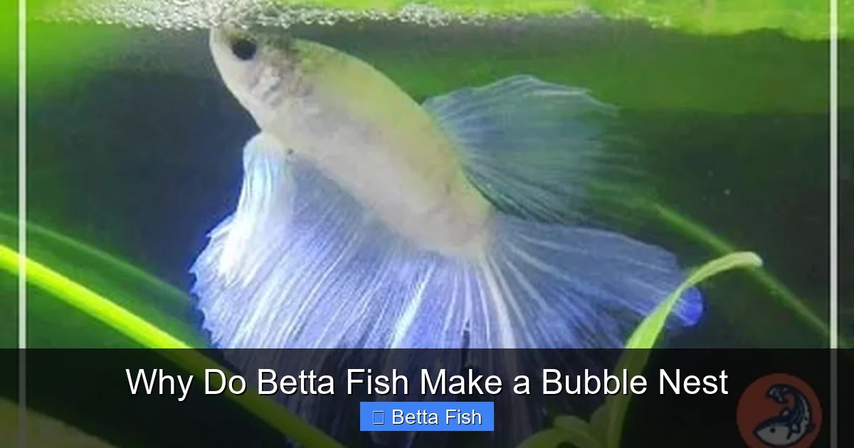 Why Do Betta Fish Make a Bubble Nest