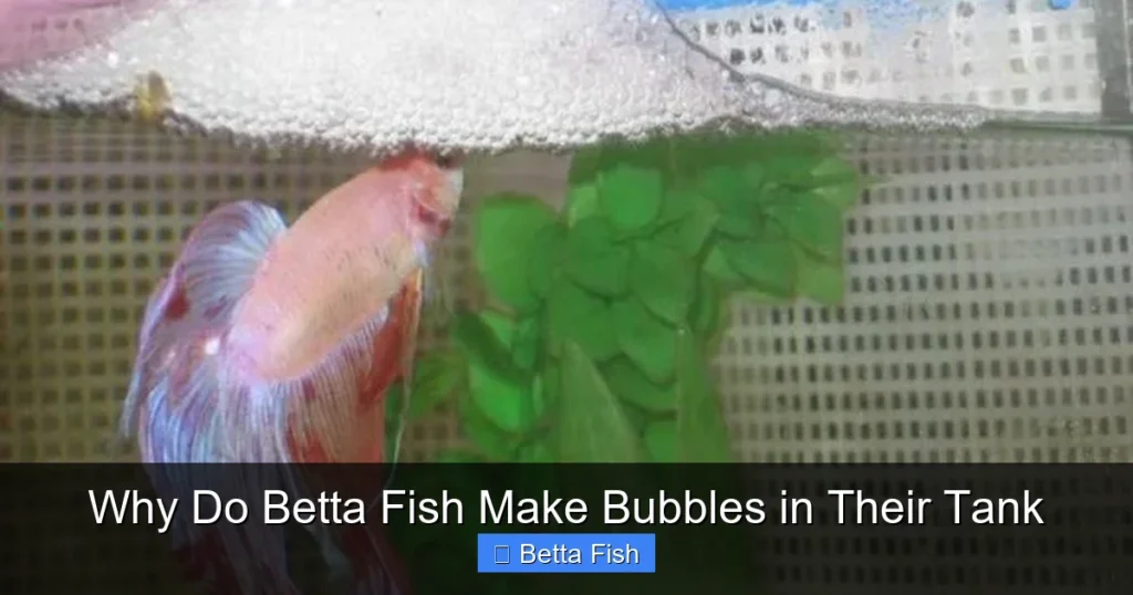 Why Do Betta Fish Make Bubbles in Their Tank