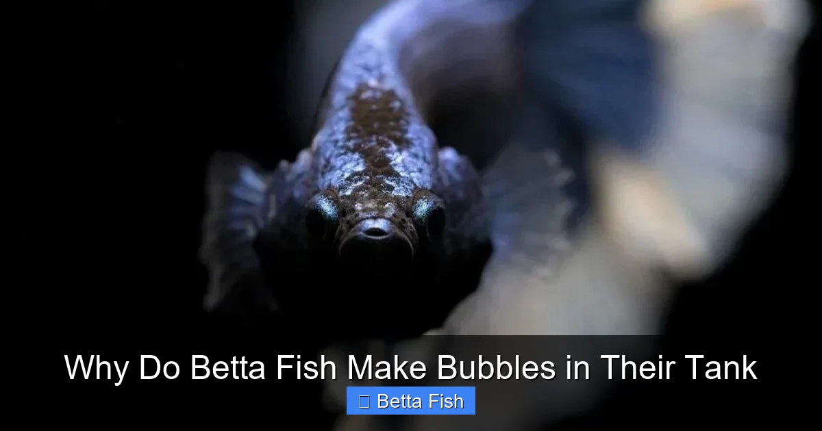 Why Do Betta Fish Make Bubbles in Their Tank