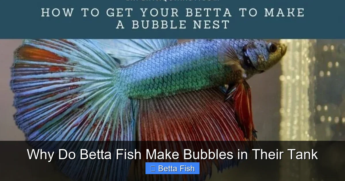 Why Do Betta Fish Make Bubbles in Their Tank