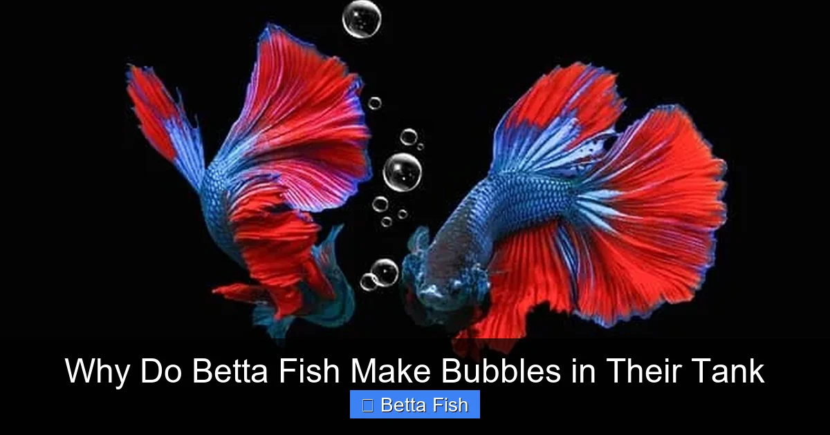 Why Do Betta Fish Make Bubbles in Their Tank
