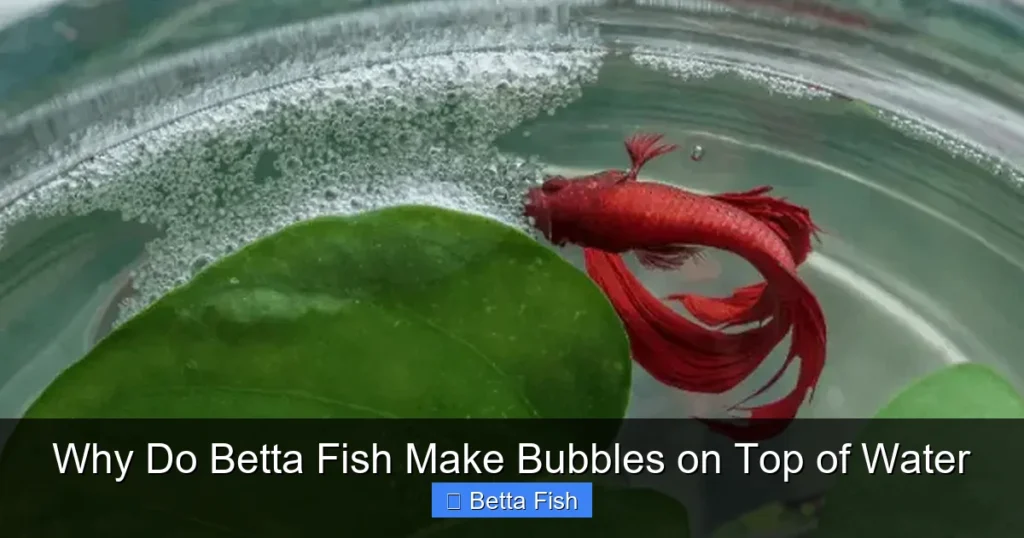 Why Do Betta Fish Make Bubbles on Top of Water