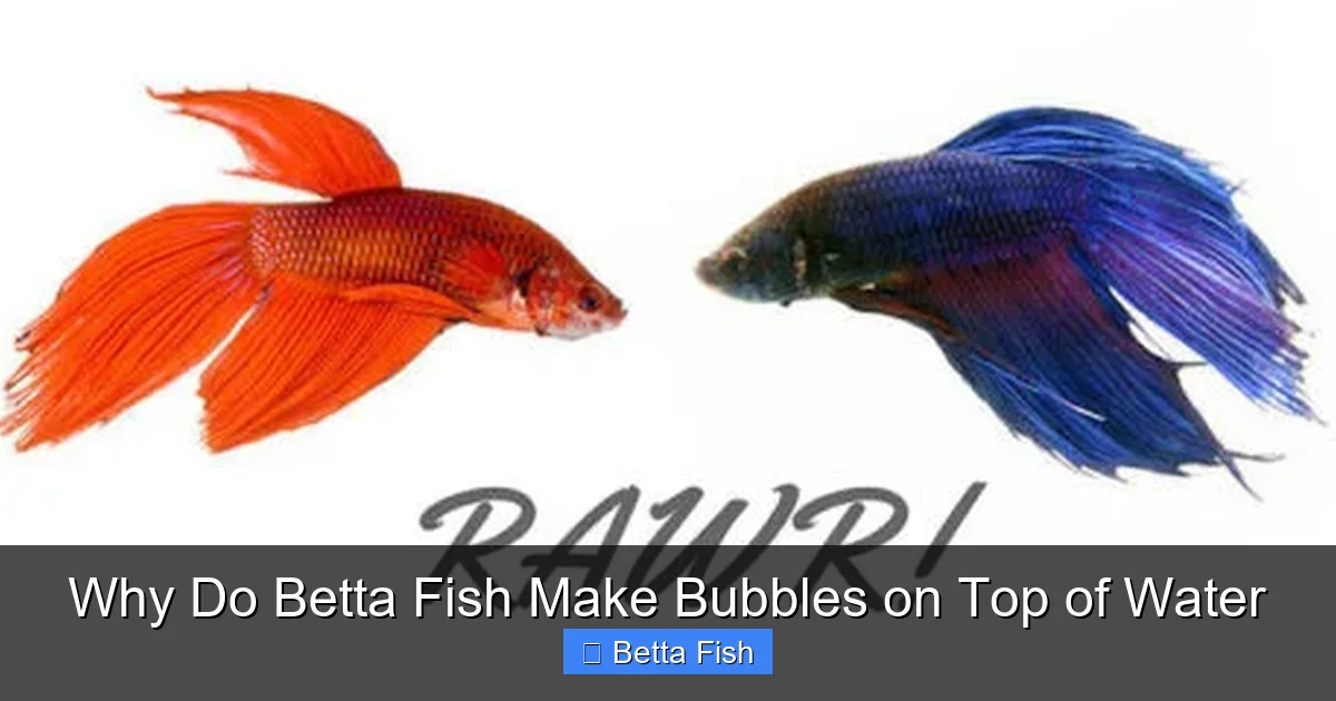 Why Do Betta Fish Make Bubbles on Top of Water