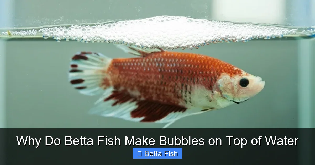 Why Do Betta Fish Make Bubbles on Top of Water