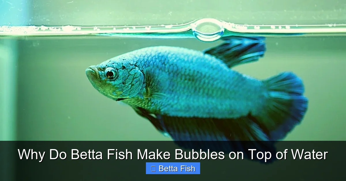 Why Do Betta Fish Make Bubbles on Top of Water