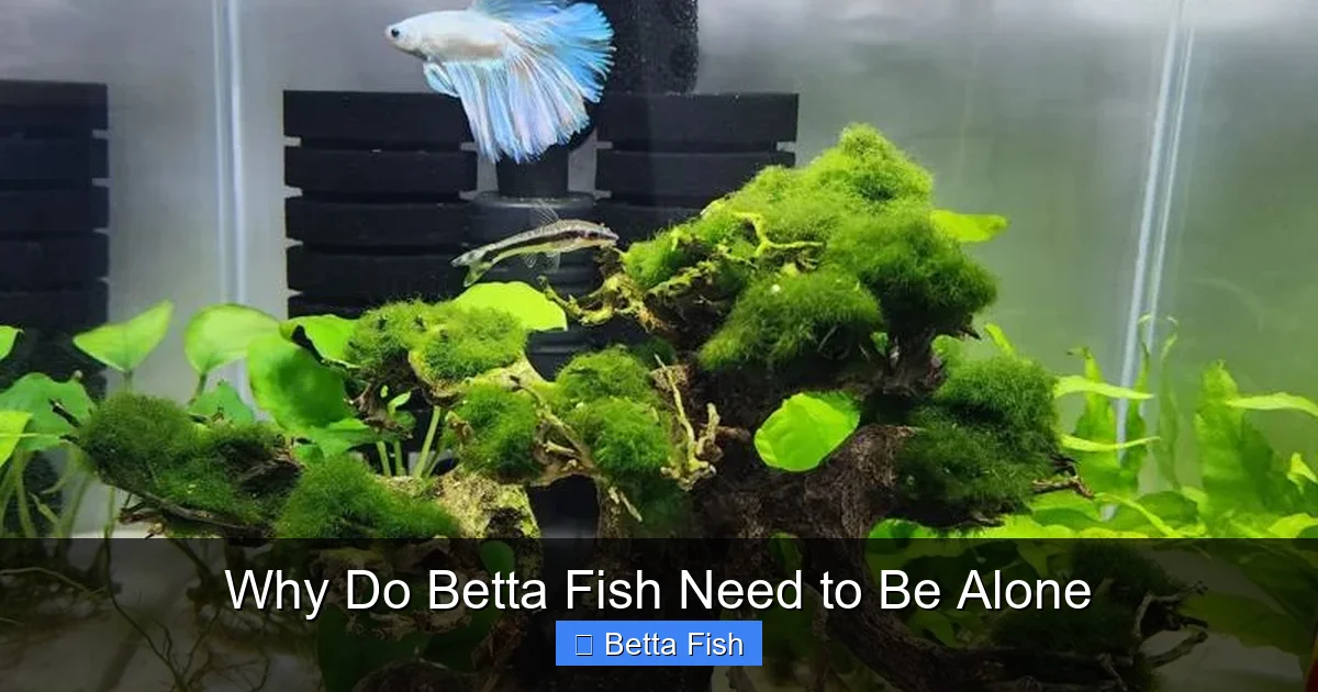 Why Do Betta Fish Need to Be Alone