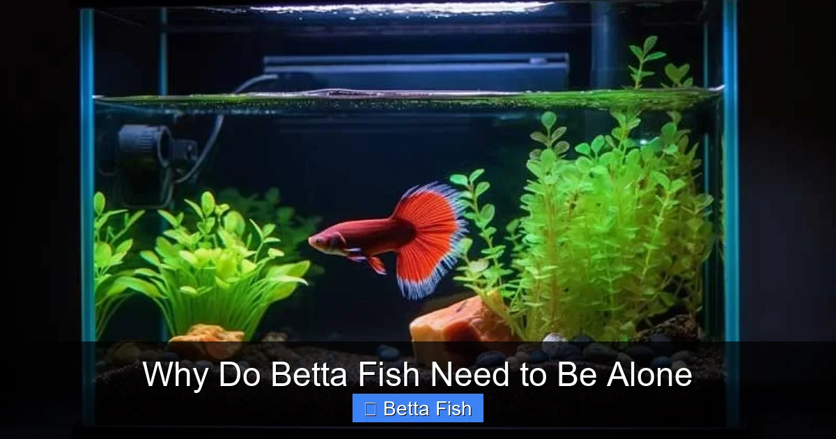 Why Do Betta Fish Need to Be Alone