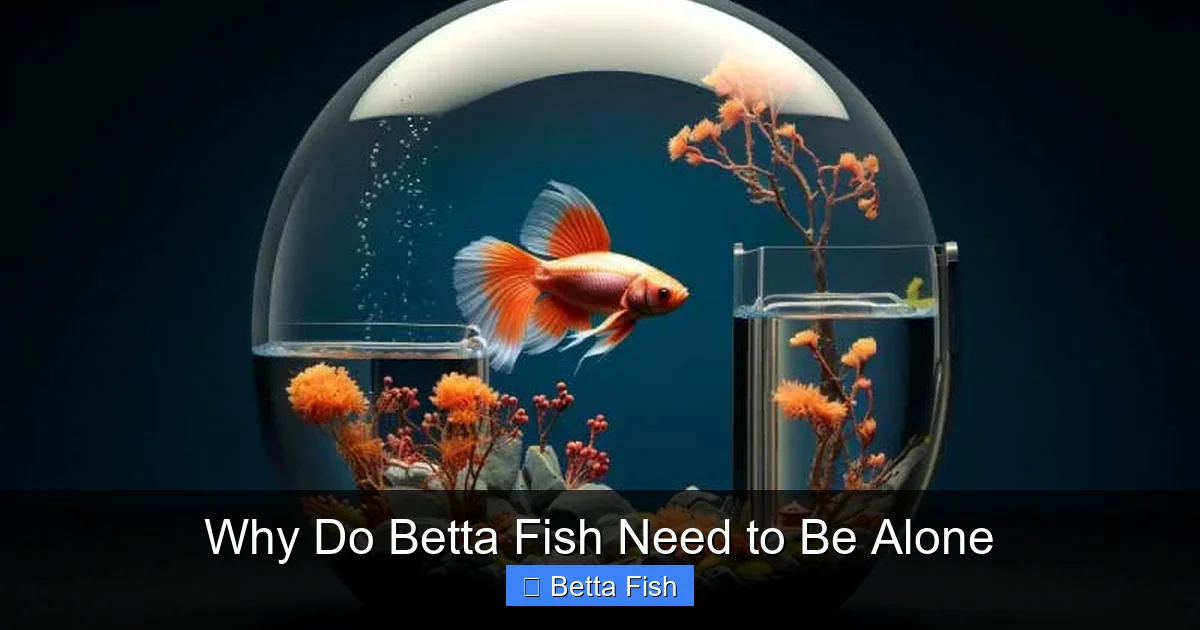 Why Do Betta Fish Need to Be Alone