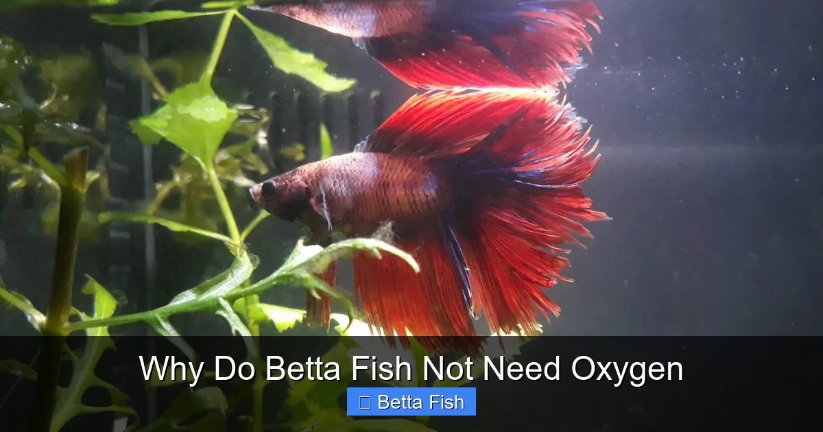 Why Do Betta Fish Not Need Oxygen