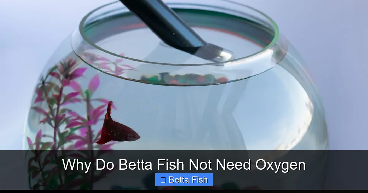 Why Do Betta Fish Not Need Oxygen