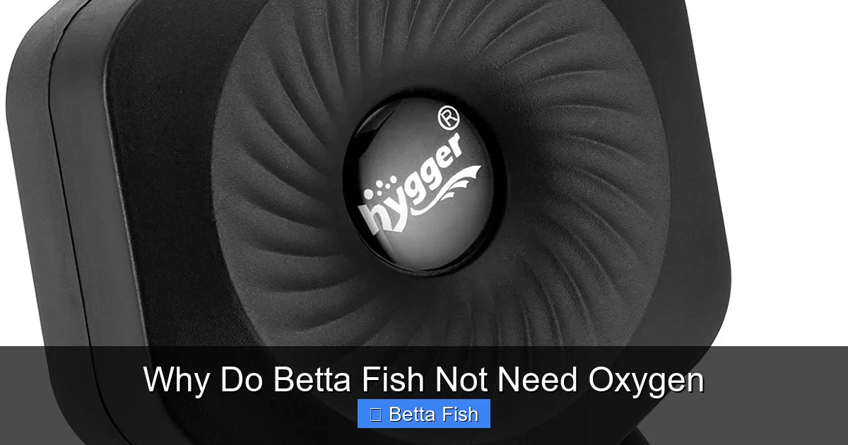 Why Do Betta Fish Not Need Oxygen