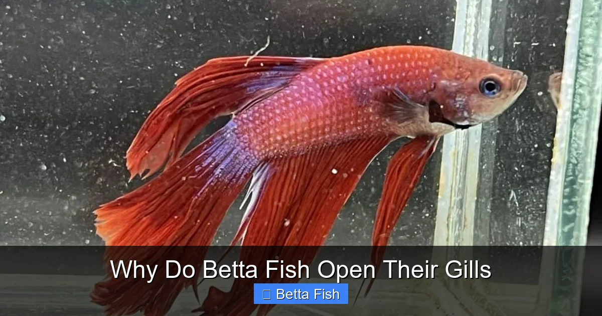 Why Do Betta Fish Open Their Gills