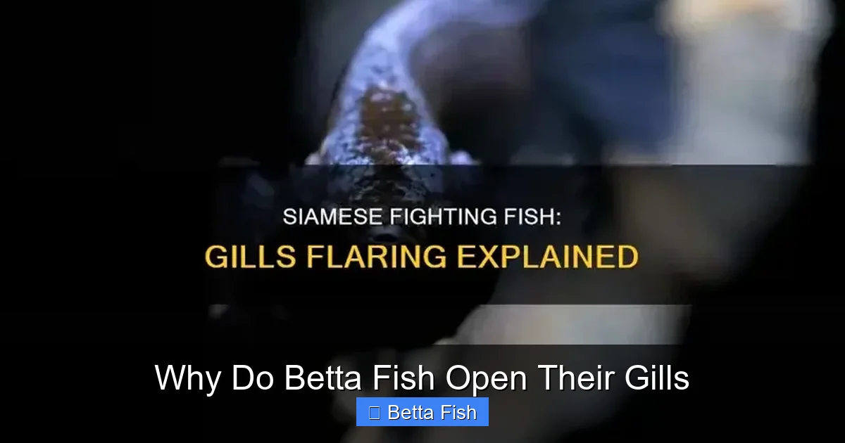 Why Do Betta Fish Open Their Gills