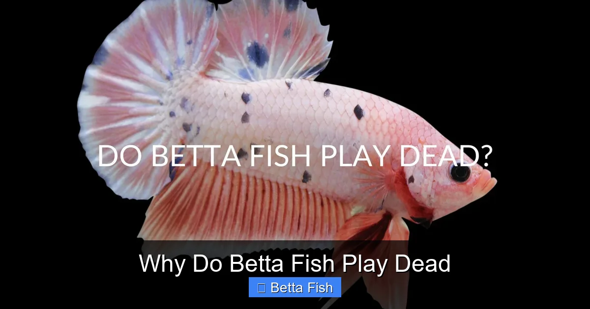 Why Do Betta Fish Play Dead