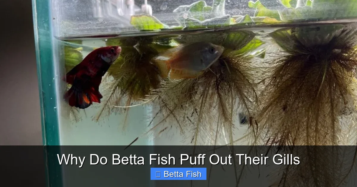 Why Do Betta Fish Puff Out Their Gills