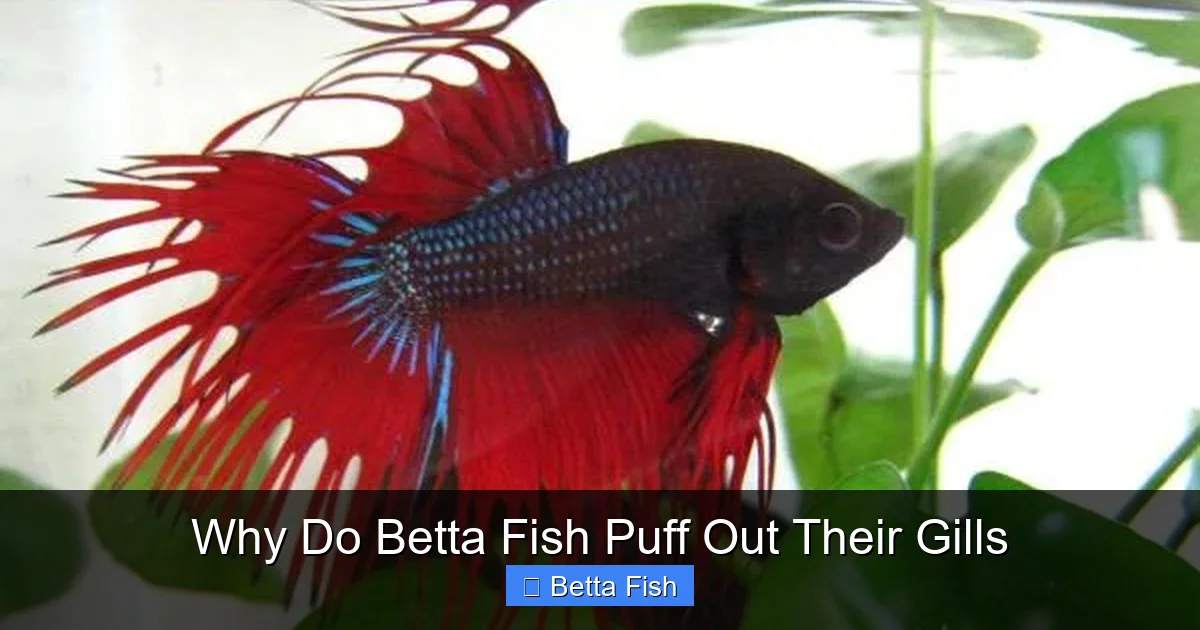 Why Do Betta Fish Puff Out Their Gills