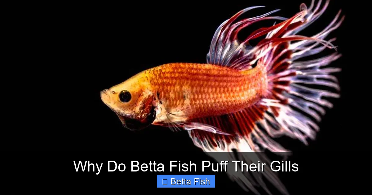 Why Do Betta Fish Puff Their Gills