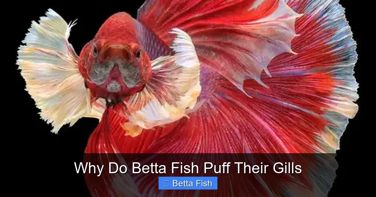 Why Do Betta Fish Puff Their Gills