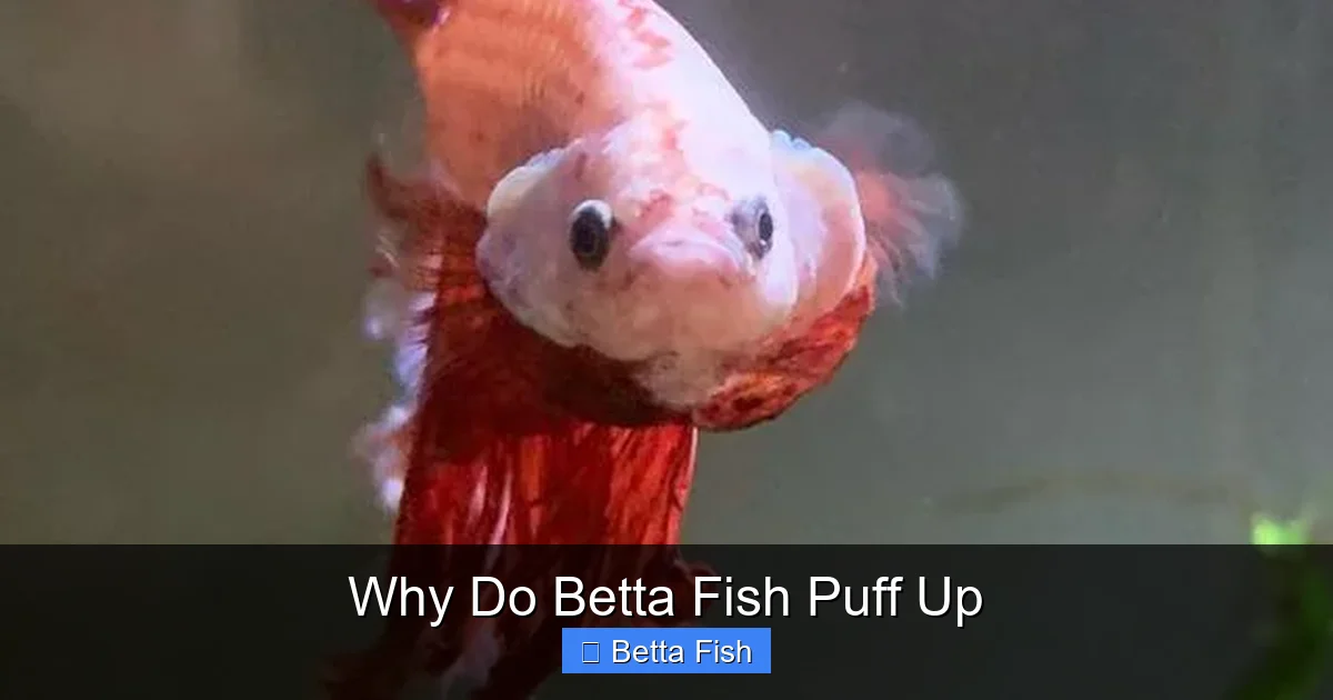 Why Do Betta Fish Puff Up