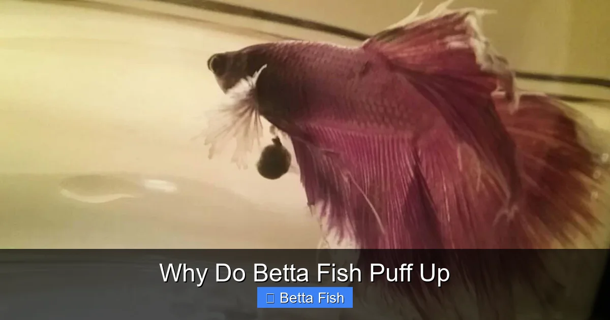 Why Do Betta Fish Puff Up